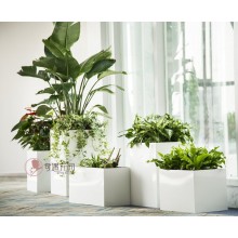 專注室內(nèi)綠植服務(wù)8年，綠植租賃，免費(fèi)養(yǎng)護(hù)，一站式商務(wù)空間